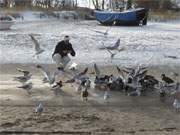 Rettung naht: Ohne spendable Winterurlauber htten es die Mwen auch auf Usedom schwer.