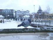 Hungrig: Eine Taube sitzt auf dem Gelnder der Seebrcke des Usedomer Kaiserbades Ahlbeck.