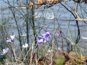 Frühjahr auf Usedom: Leberblümchen auf der Koserower Steilküste.