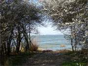 Frühling auf Usedom: Schlehenblüte am Achterwasser.
