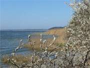 Schlehenblüte auf Usedom: Achterwasserküste in Richtung Pudagla.