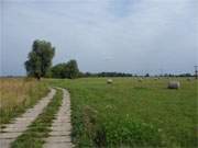 Weideland: Die Achterwasserinsel Grmitz bei Usedom ist ein einsames Fleckchen.