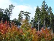 Usedom im frhen Herbst: Die Laubfrbung schafft wunderbare Stimmungen.