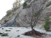 Eine Vielzahl von Bumen sind vom Kliffrand auf den Ostseestrand gerutscht.