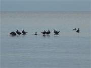 Ostseeimpression: Die Kormorane scheinen auf der Wasserflche zu schweben.