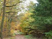Vor allem im Herbst ist der Buchenwald auf und um den Langen Berg bei Bansin sehr sehenswert.