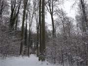 "ber allen Wipfeln ist Ruh'": Verschneiter Wald auf Usedom.