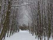 Wie durch einen Tunnel: Wald am Streckelsberg bei Koserow.