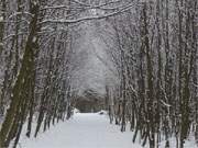 Wie durch einen Tunnel: Wald am Streckelsberg bei Koserow.