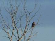 Suche nach Beute: Ein Raubvogel beobachtet die Wiesen in der Umgebung von Loddin.