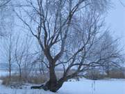 Am Achterwasserhafen: Das kleine Usedomer Dorf Warthe im Winter.