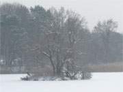 Winter auf Usedom: Der verschneite Klpinsee mit der Schwaneninsel.