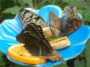 Mittagstisch: In der Trassenheider Schmetterlingsfarm