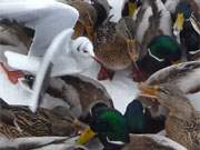 Nach langen Frostwochen kann man die Enten in Zempin mit den Händen ergreifen.