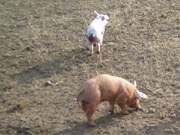 Ferkelei: Biologisch-dynamisch-gesunde Jungschweine im Hinterland der Insel Usedom.