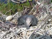 Kahl: Am Ufer des Usedomer Schmollensees liegt ein noch sehr junges Kormoranenkcken im Nest.