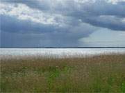 Naturpark Insel Usedom: Der Schilfgrtel des Achterwassers ist ein wunderbares Biotop.