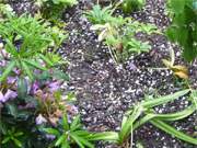 Kurzer Spuk: Viele Pflanzen werden von dem kurzen Hagelschlag beschdigt.