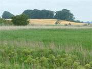Sanft und hgelig ist die Landschaft zwischen den Usedomer Gemeinden Balm und Dewichow.