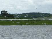 Naturpark Insel Usedom: Vogelschutzinsel Werder im Nepperminer See.