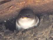 Blick ins Leben: Ein junger Mauersegler schaut aus der Sicherheit seines Nestes ins Weite.