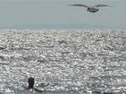 berflug: Eine Mwe beobachtet einen Badegast am Ostseestrand von ckeritz.