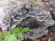 Baumpilze: Herbststimmung in der Mellenthiner Heide auf Usedom.