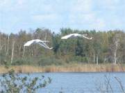 Idyll am Peenestrom: Schwne ber dem Cmmerer See auf Usedom.