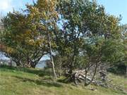 Herbst auf der Insel Usedom: Bume auf dem Loddiner Hft.