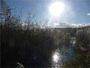 Herbststimmung im Hinterland der Insel Usedom: Schilf am Ufer des Kleinen Krebssees bei Neu-Sallenthin.