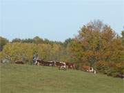 Farblich perfekt abgestimmt: Rinderherde auf der herbstlichen Halbinsel Cosim.