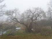 Rauhreif und Nebel: Der Winter hlt Einzug auf der Insel Usedom.