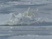 Kleine Eisschollen: Noch konnte der heftige Wind die dnne Eisdecke des Achterwassers aufbrechen.