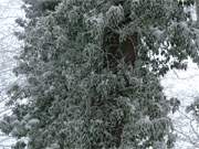 Verzaubert: Efeuumrankter Baum auf dem Langen Berg an der Ostseekste der Insel Usedom.