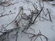 Glasierte Zweige: Am Ostseestrand von Zempin finden sich bizarre winterliche Gebilde.