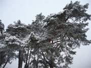 Schwer zu tragen: Verschneite Kiefern im Seebad Zempin auf Usedom.