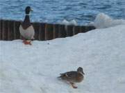 Ein Entenpaar rutsch eine Eisbarriere am Strand von Koserow herab.