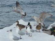 Reges Treiben: Die Mwen und Enten am Ostseestrand sind immer auf der Suche nach Nahrung.