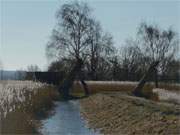 Zum Trocknen aufgestellt: Reusenstangen am Achterwasserhafen von Grssow auf Usedom.