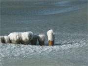Trge schwappend: Das Ostseewasser vor der Insel Usedom gefriert langsam.