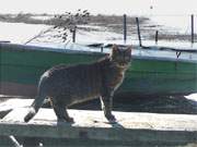 Interessiert und Fremden zugetan: Katze am Hafen von Ostklne.