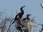 Im Nest: Brtende Kormorane auf der Halbinsel Peenemnder Haken.