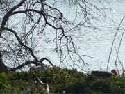 Naturparadies Insel Usedom: Wildgnse auf der Schwaneninsel im Klpinsee.