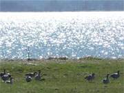 Naturparadies Insel Usedom: Wildgnse am Achterwasser auf der Halbinsel Loddiner Hft.
