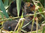 Kcken im Nest: Blesshhnchen am Ufer des Klpinsees im Seebad Loddin.