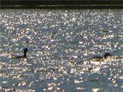 Im Sonnenlicht: Haubentaucherprchen auf dem Klpinsee in der Inselmitte Usedoms.