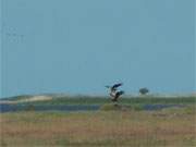 Beim Spiel berrascht: Seeadler auf dem Peenemnder Haken der Insel Usedom.