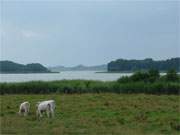 Mit Seeblick: Rinder am Gothensee bei Neuhof, einem Ortsteil des Ostseebades Heringsdorf.