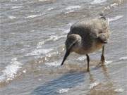 Emsig und schnell: Ein unaufflliger kleiner Vogel gaht am Ostseestrand auf Nahrungssuche.