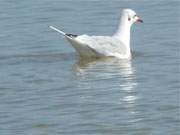 Auf der Suche nach kleinen Fischen: Eine Mwe schwimmt auf der spiegelglatten Ostsee.